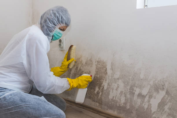 Best Local Mold Removal Service  in Pocono Ranch Lands, PA