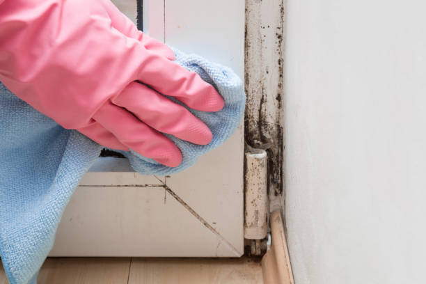 Best Office Mold Removal Services  in Pocono Ranch Lands, PA